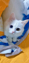 Lade das Bild in den Galerie-Viewer, Custom Pet Portrait - Hand Drawn Colored Pencil Fine Art Dog Cat Animal Portrait
